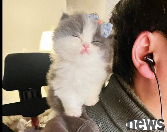 A netizen is playing games and the cat is watching. Does he dislike him for being a bad guy?