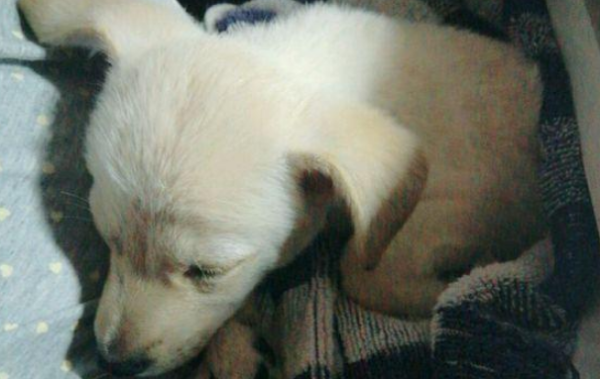 The little puppy was abandoned by its owner because it was too small. When the girl hesitated to see the expense, the puppy behaved shockingly.