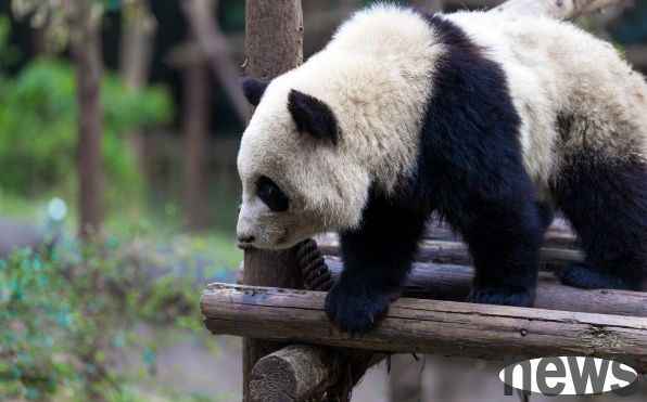 The Panda Base announces the unfortunate death of giant panda Kelin