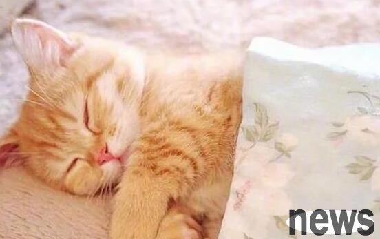 The little orange cat is so clingy that he holds his owner’s hand and won’t let him play games