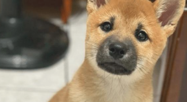 The owner didn t play with the dog, so it sat on the ground with its head down and got angry, as if it were a child!