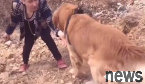 The owner was walking his cat and dog and accidentally fell into a grave pit. The dog did what he did after seeing it, which made the owner very happy.