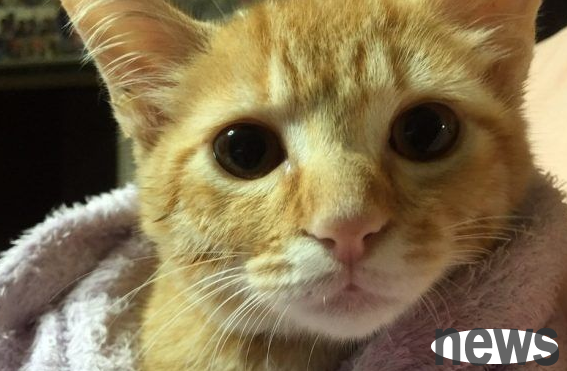 Owner brings back stray kitten, making Chai Chai happy after losing cat friend