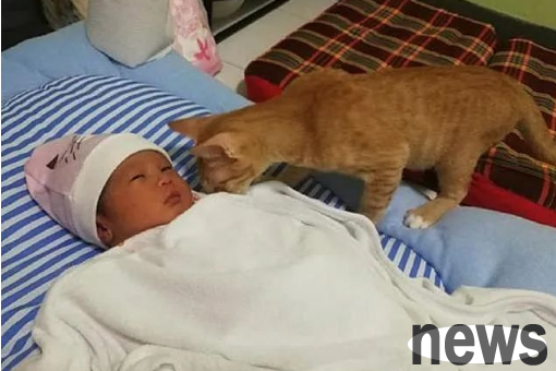 The cat snuck into the nursery, and the result was unexpectedly heartwarming!