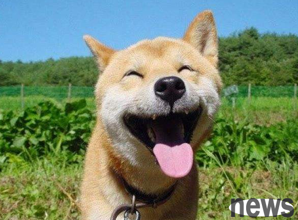 The owner of a Labrador who was bitten by another dog in the factory and was on the verge of death: refused to give or allow him to be rescued