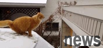 A netizen noticed people gathering downstairs after get off work. When he looked up, he realized that it was his cat calling for people: Come to pick you up.