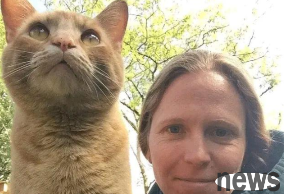 A stray cat exchanged 