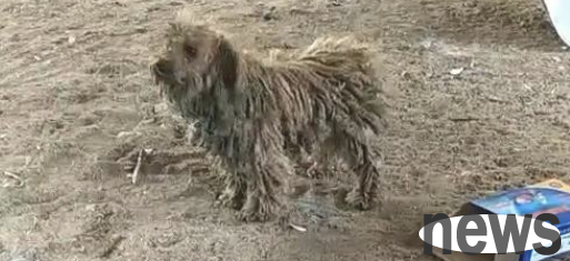 Teddy was sent to the countryside to be a guard dog. Three months later, the moment his owner saw him again, he collapsed!