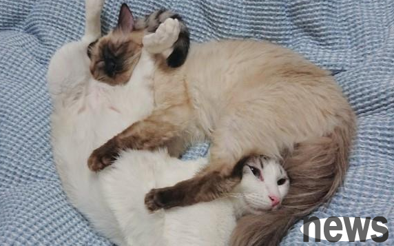 I found that the sleeping posture of two cats is quite strange. This sleeping posture is very bright!