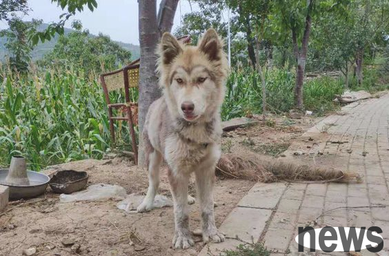It was originally an Alaskan dog, but after being teased by its owner, the Caucasian dog turned into a cute dog in an instant.