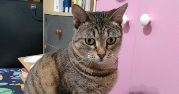 I brought the cat home, but my mother scolded me, 