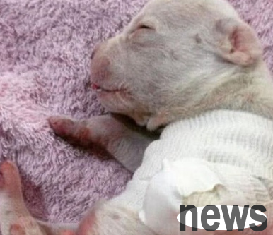 Pregnant puppy made strange postures during delivery and bit her feet while pregnant. She was frightened by the explanation after being sent to the hospital.