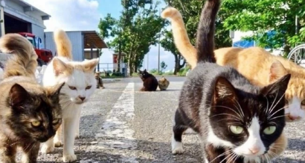 Cats have taken over human cities! Hundreds of thousands of cats are exposed on the streets, and people are helpless