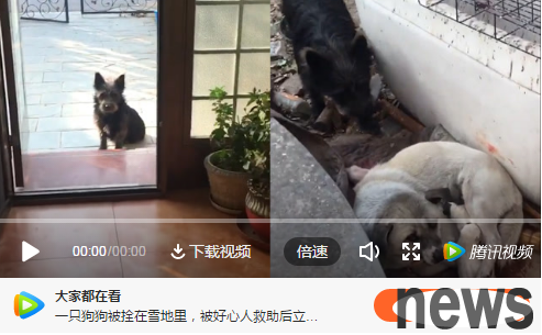 The mother of a stray dog ​​gave birth to her baby in the cold winter, and the father of the dog gathered around the kindhearted people asking for help. It was so warm!