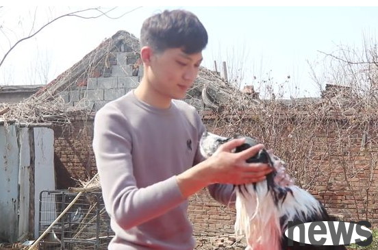 The couple had a bad relationship and abused the border collie. After being rescued, they were trembling with fear. Now the dog has changed drastically.