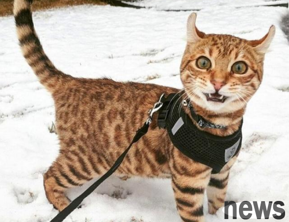 The city cat was stunned when he saw snow for the first time after returning to the countryside, and his reaction the next second made everyone laugh.