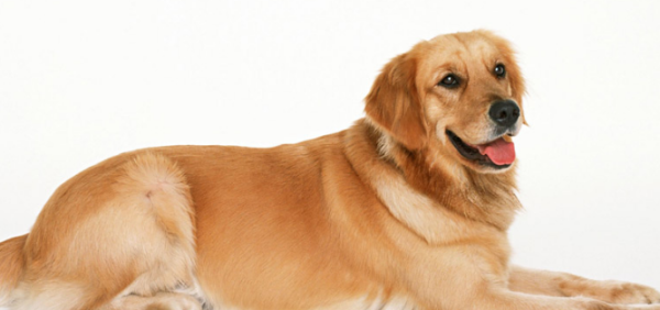 Anyue dog owners, please note that the dog’s “ID card” is here, so hurry up and apply for it