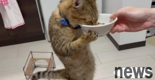 Cat eats with bare hands and makes people laugh! Netizen: Have you washed your hands? If possible, buy a pair of chopsticks for your child!