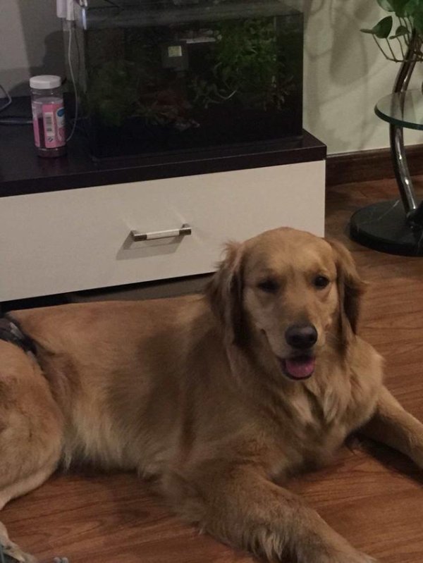 A thief breaks into a house when the head of the household is not at home and is bitten by the head of the household s dog. Does the head of the household need to compensate?