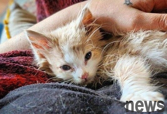 I held the kitten all night long without giving up hope, and saw a miracle happen the next morning.