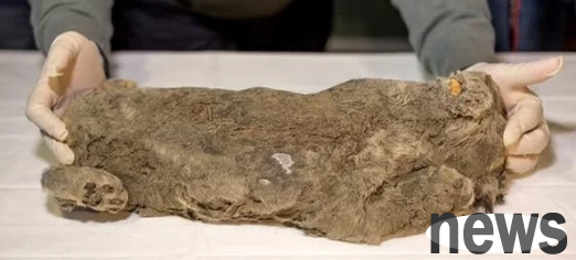 An unknown creature from 14,000 years ago was dug out of the permafrost. It looks like both a dog and a wolf. What is it?